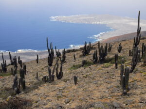 Cactus candelabro se alzan sobre una ladera desértica con vista al océano Pacífico, en Cerro Morro Moreno, donde el desierto se encuentra con el mar.