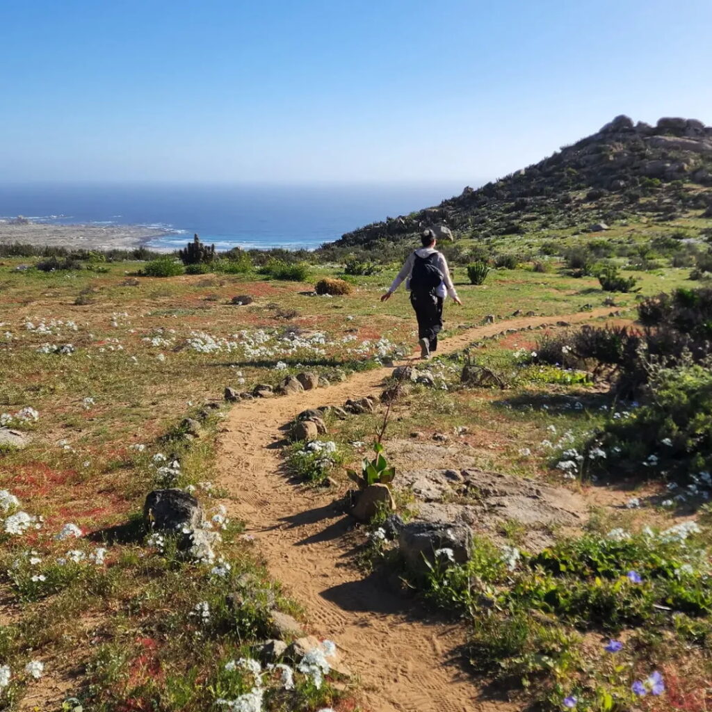 Una persona camina por un sendero entre flores silvestres en el Parque Nacional Llanos de Challe, con el océano y la costa desértica de fondo, en uno de los recorridos habilitados para observar el Desierto Florido.