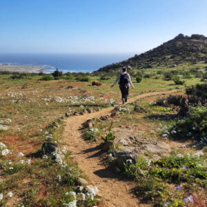 Una persona camina por un sendero entre flores silvestres en el Parque Nacional Llanos de Challe, con el océano y la costa desértica de fondo, en uno de los recorridos habilitados para observar el Desierto Florido.
