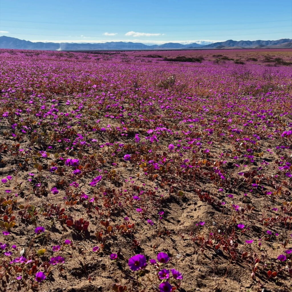Un extenso campo de flores púrpuras cubre el suelo árido del desierto, con la cordillera al fondo bajo un cielo despejado, testimonio del fenómeno del Desierto Florido.