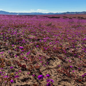 Un extenso campo de flores púrpuras cubre el suelo árido del desierto, con la cordillera al fondo bajo un cielo despejado, testimonio del fenómeno del Desierto Florido.