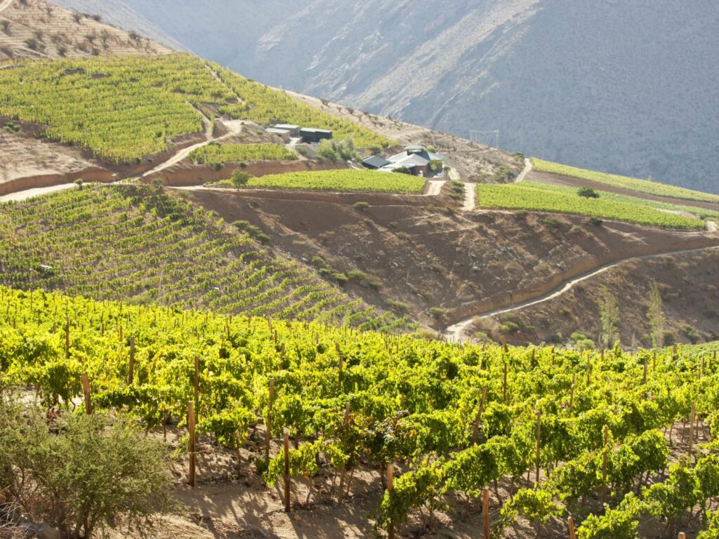 Viñedos de altura se extienden en terrazas sobre las laderas áridas de la precordillera del Valle del Elqui, en Alcohuaz, uno de los tesoros escondidos de Chile para los amantes del vino y las estrellas.