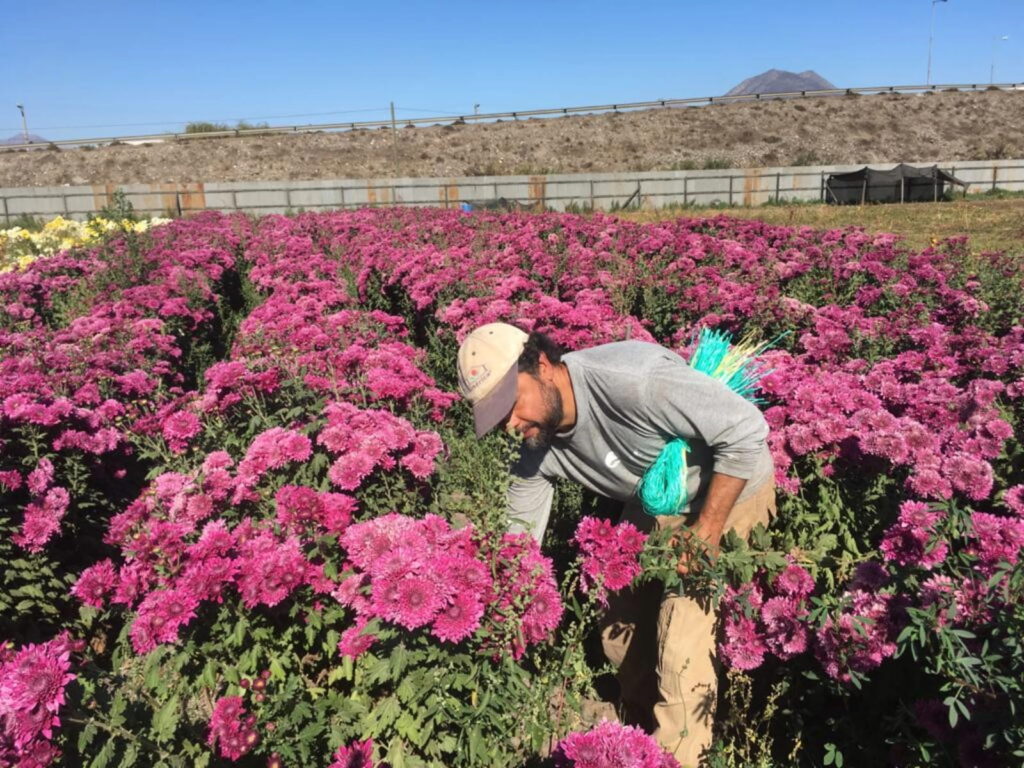 Un trabajador cosecha flores fucsias en un extenso cultivo, en Hijuelas, la comuna conocida como la Capital de las Flores de Chile.