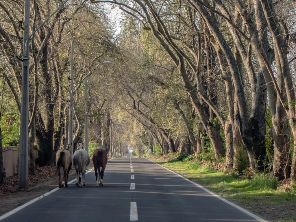 Caballos avanzan sin prisa por una avenida arbolada, reflejo de las tradiciones huasas y el ritmo rural que se vive en Pirque, a pocos kilómetros de Santiago.