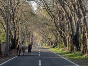 Caballos avanzan sin prisa por una avenida arbolada, reflejo de las tradiciones huasas y el ritmo rural que se vive en Pirque, a pocos kilómetros de Santiago.