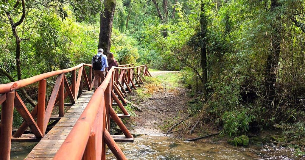 Dos personas cruzan un puente de madera sobre un estero rodeado de bosque nativo, en uno de los senderos del Parque Nacional Nonguén.