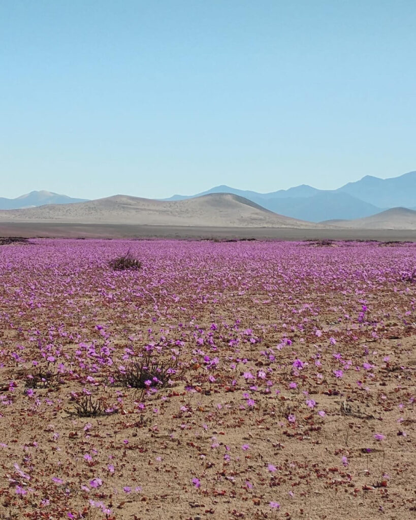 Imagen Desierto Florido.