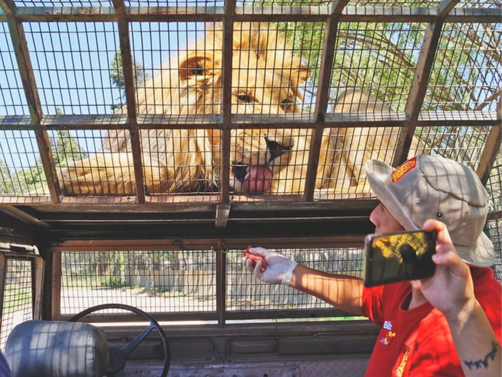 Un león blanco se acerca a la reja del bus a recibir carne de la mano de un guía con gorro y polera roja en el Parque Safari Rancagua.