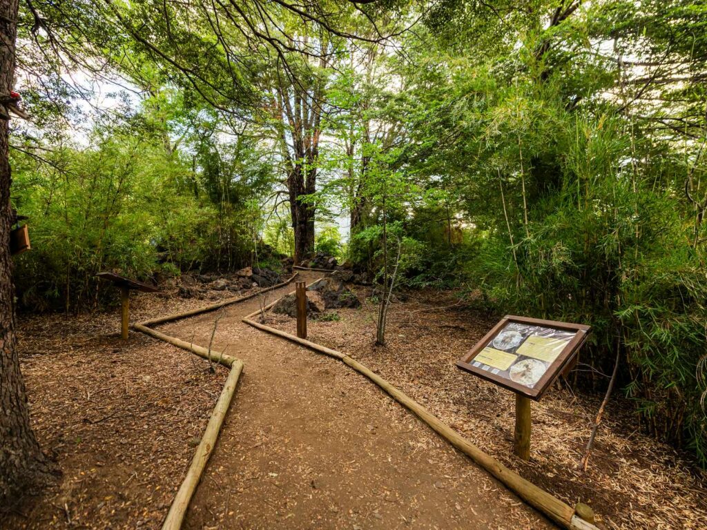 Sendero interpretativo de tierra bordeado por troncos de madera en el Valle Las Trancas, región de Ñuble. Avanza entre bosque nativo y cañas de colihue, con un panel informativo a un costado del camino.