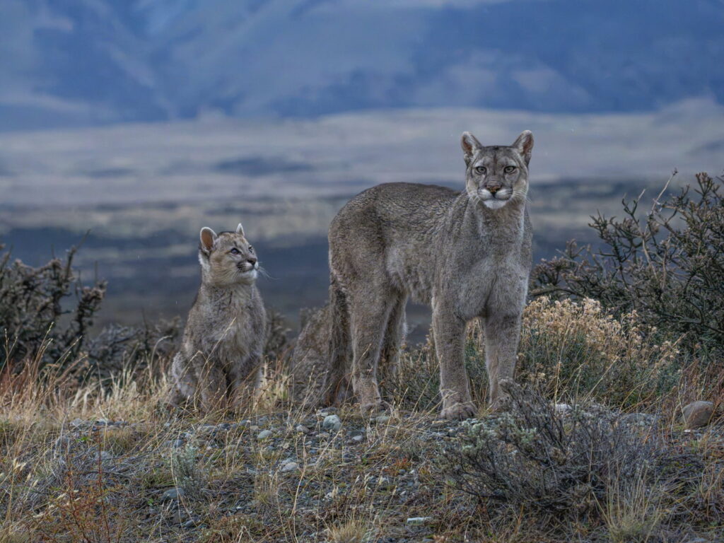 Puma junto a su cachorro entre arbustos de la estepa patagónica, en Chile, nominado a Mejor Destino Verde en los World Travel Awards 2026